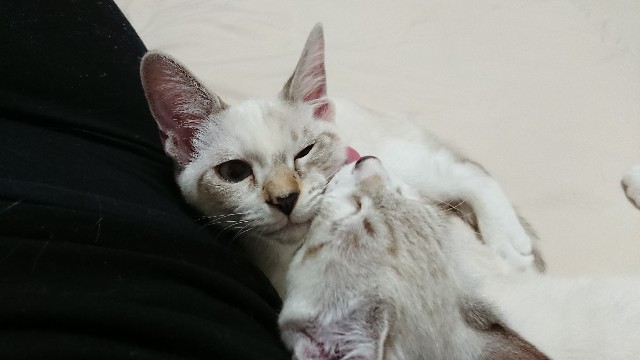 f:id:jane7:20171030034239j:image