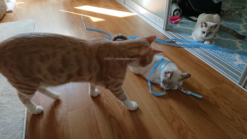 f:id:jane7:20171114021155j:plain