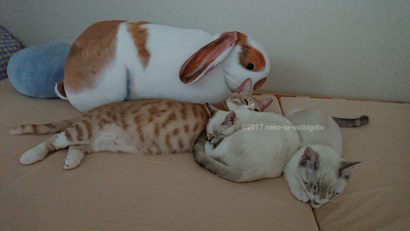 f:id:jane7:20171114023239j:plain