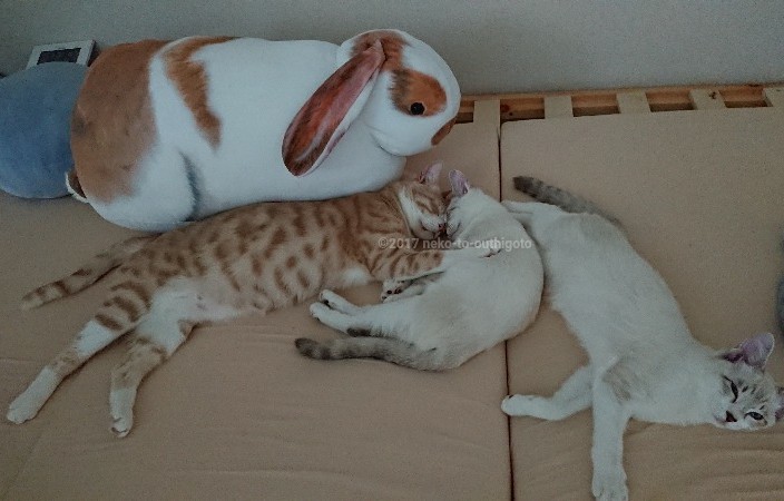 f:id:jane7:20171114023930j:plain