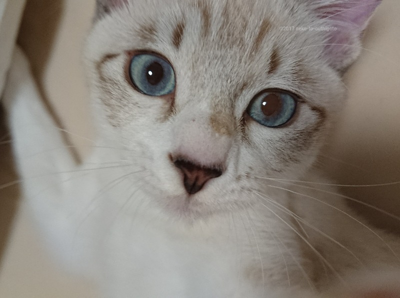 f:id:jane7:20171126000543j:plain