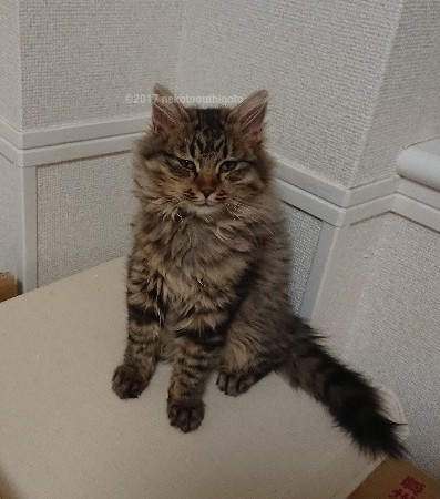 f:id:jane7:20180112104713j:plain