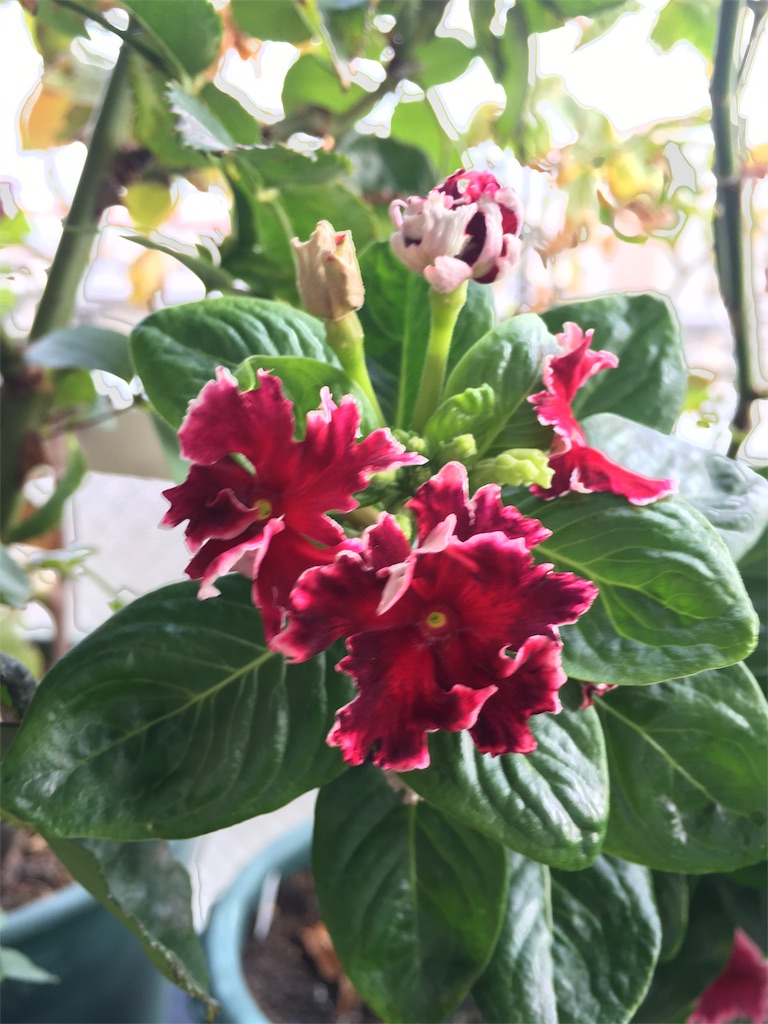 f:id:jangrose:20180811170437j:image f:id:jangrose:20180811170437j:image