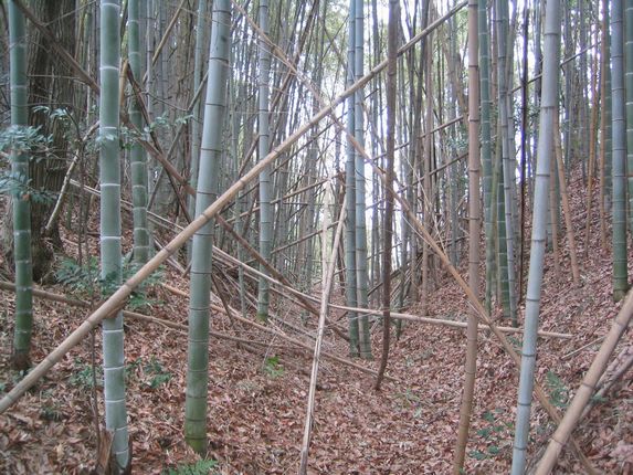 《9》 綺麗に残る、大和田城 japanakaneの日記