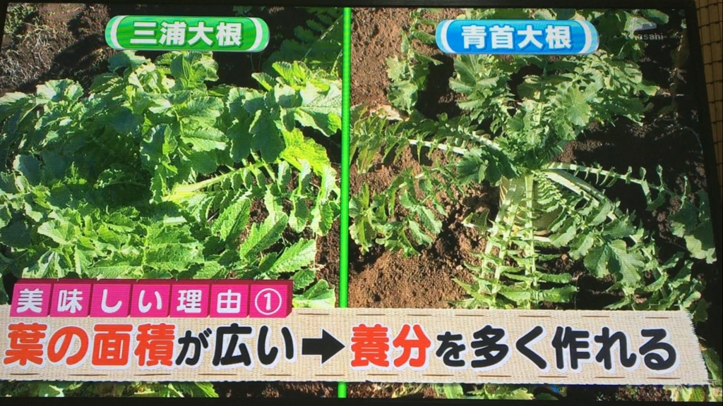 f:id:japanese-standard0:20170115184424j:plain f:id:japanese-standard0:20170115184424j:plain