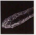 f:id:japanese-standard0:20170127112058j:plain