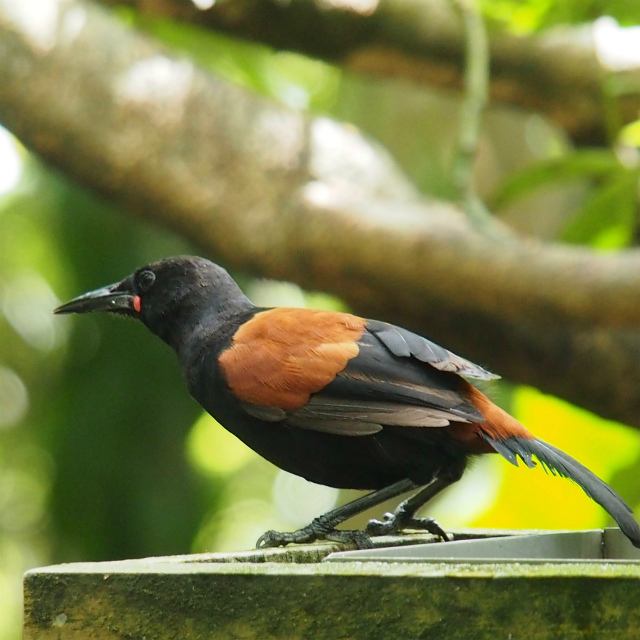 f:id:japaneseclimber:20200218222703j:plain f:id:japaneseclimber:20200218222703j:plain