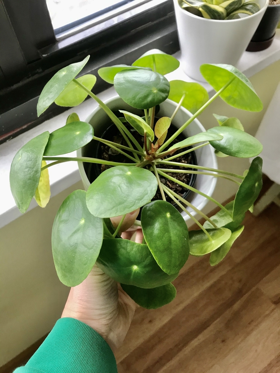 夏に買った癒し観葉植物がどんどん大きくなってきてる ピレア ペペロミオイデス Whole Beauty In ニューヨーク 夏に買った癒し観葉植物がどんどん大きくなってきてる ピレア ペペロミオイデス Whole Beauty In ニューヨーク