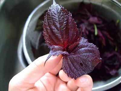 【えぞ式すーすー茶の成分】花粉症に効果ありと言っても成分は何？:susucha.hatenablog.jp:20160220200025j:plain