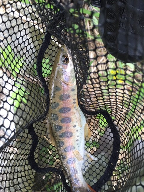 f:id:japanplatform:20160628125406j:plain