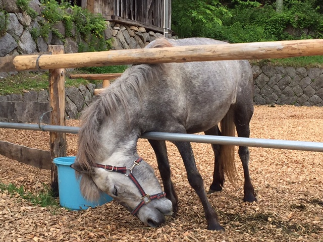 f:id:japanplatform:20160629184333j:plain