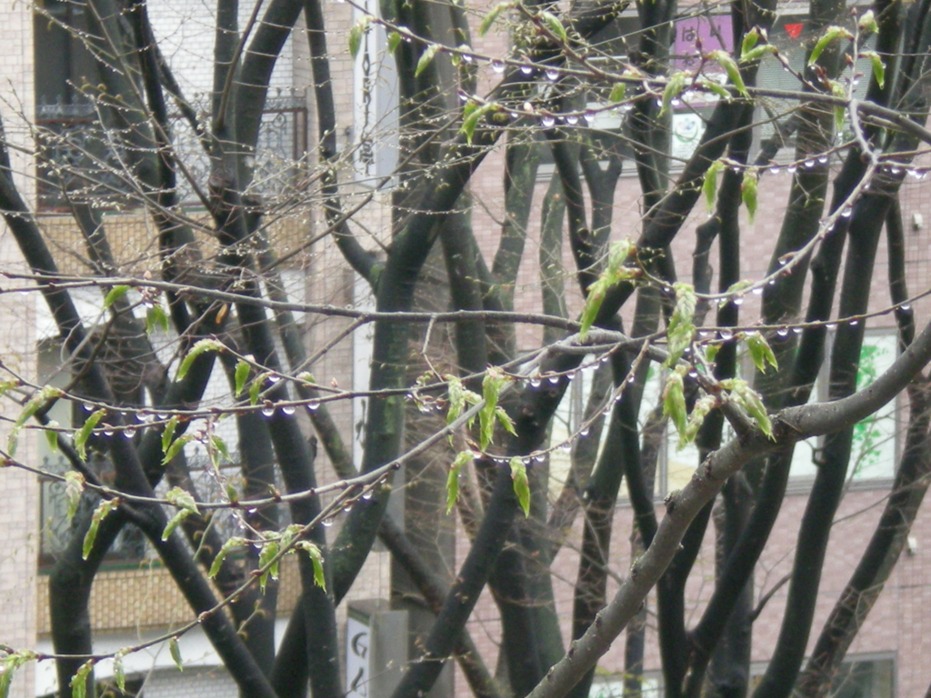 f:id:japanplatform:20170418085617j:plain