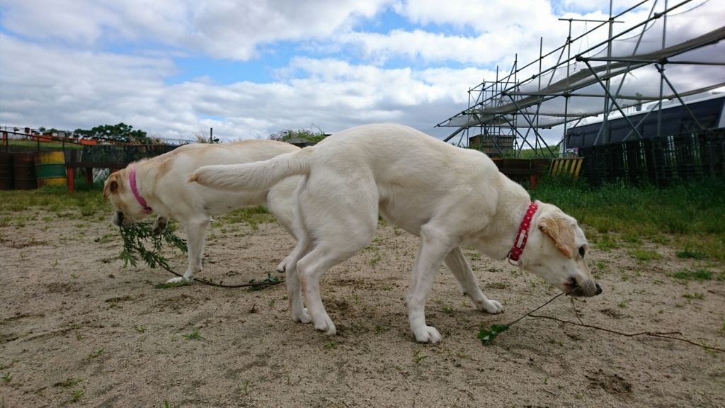 f:id:japanrescue1995:20180525142824j:plain f:id:japanrescue1995:20180525142824j:plain