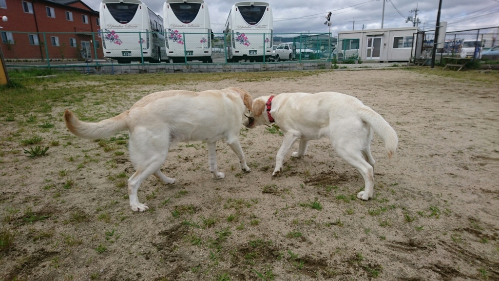 f:id:japanrescue1995:20180525142854j:plain f:id:japanrescue1995:20180525142854j:plain