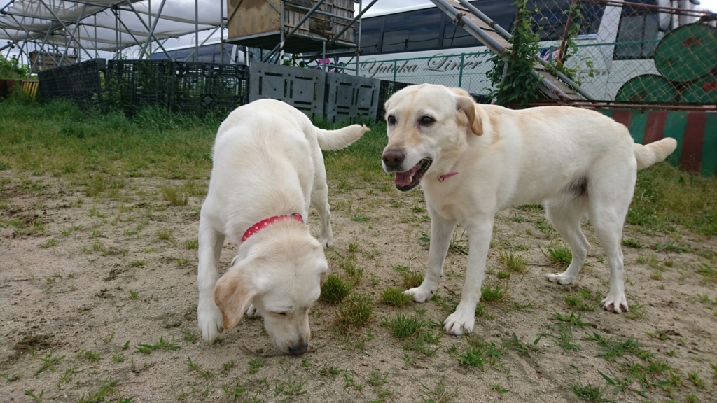 f:id:japanrescue1995:20180525142914j:plain f:id:japanrescue1995:20180525142914j:plain