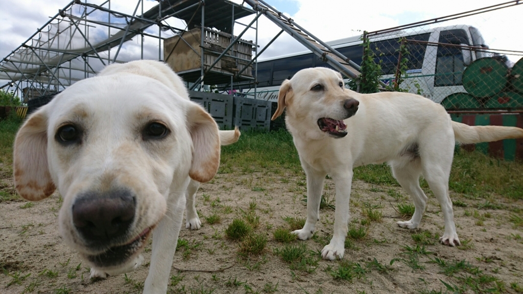 f:id:japanrescue1995:20180525142936j:plain f:id:japanrescue1995:20180525142936j:plain