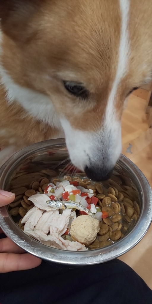 f:id:japanrescue1995:20190101203023j:plain