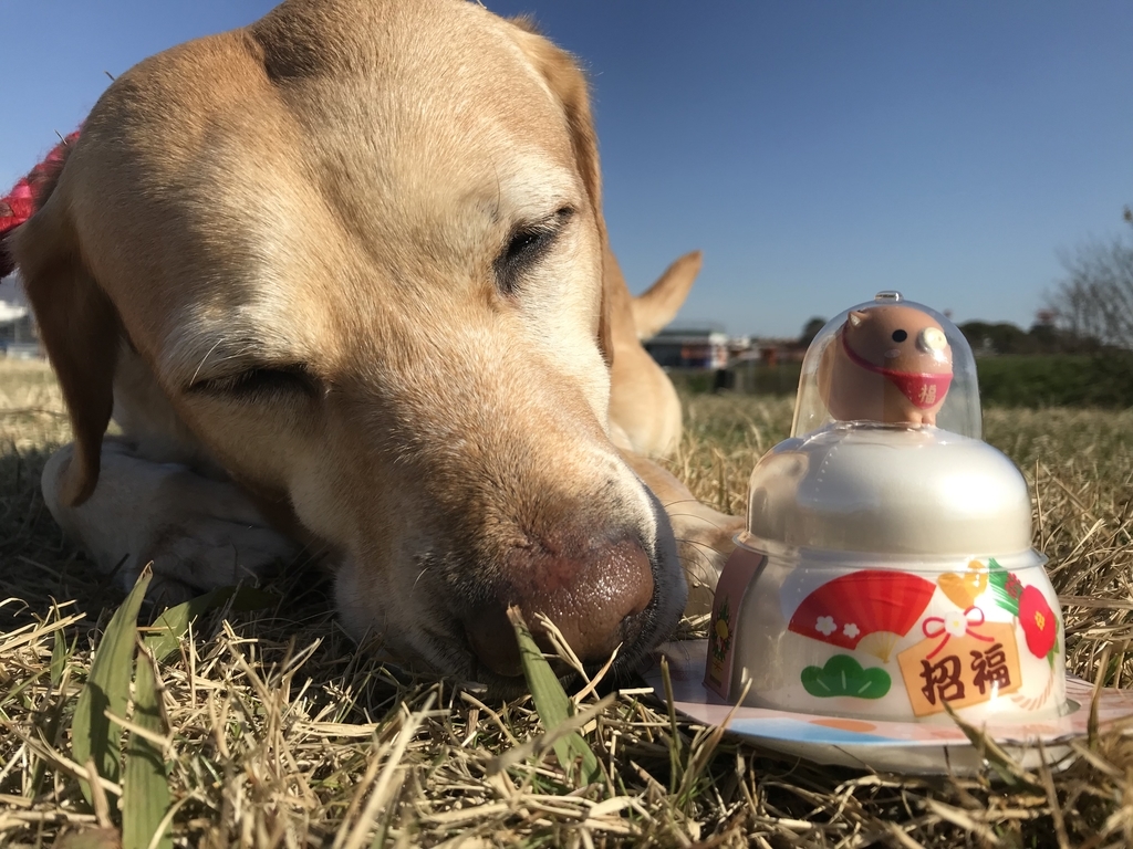 f:id:japanrescue1995:20190101203211j:plain