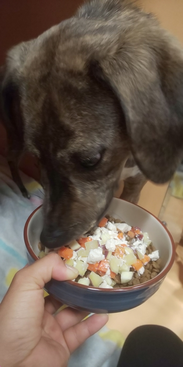 f:id:japanrescue1995:20190512131108j:plain f:id:japanrescue1995:20190512131108j:plain
