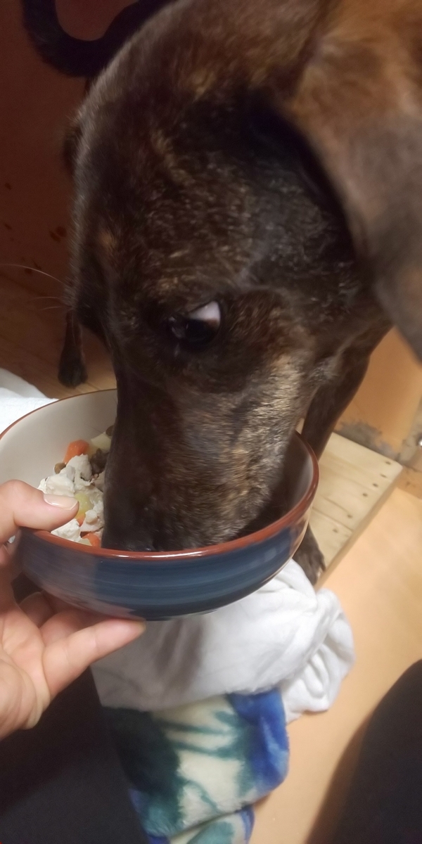 f:id:japanrescue1995:20190512131125j:plain f:id:japanrescue1995:20190512131125j:plain