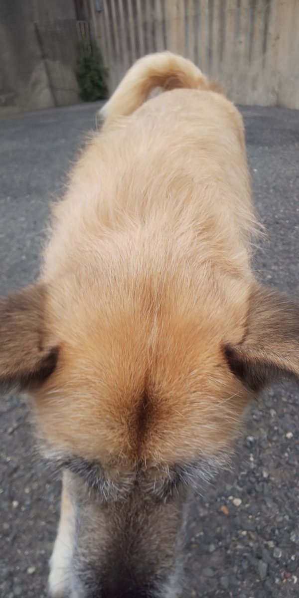 f:id:japanrescue1995:20200412145604j:plain