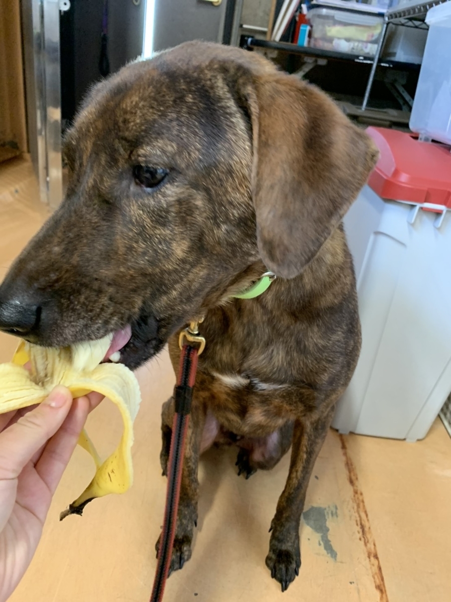 f:id:japanrescue1995:20200418100659j:plain f:id:japanrescue1995:20200418100659j:plain