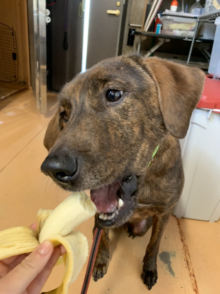 f:id:japanrescue1995:20200418100720j:plain f:id:japanrescue1995:20200418100720j:plain