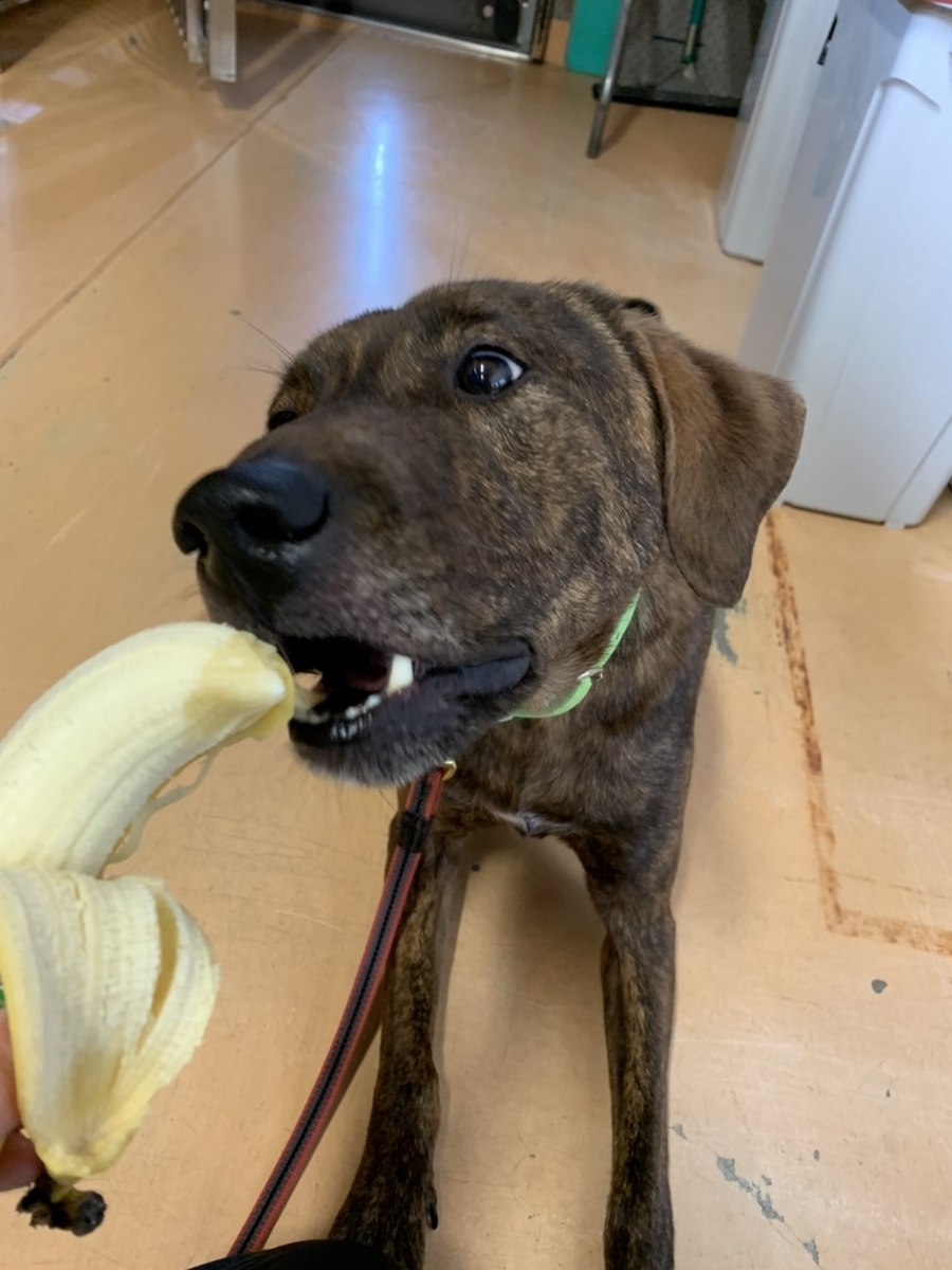 f:id:japanrescue1995:20200418100733j:plain f:id:japanrescue1995:20200418100733j:plain