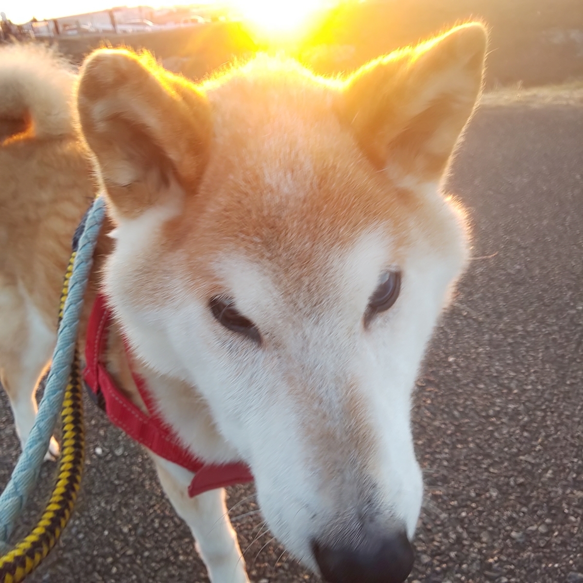f:id:japanrescue1995:20210101071626j:plain