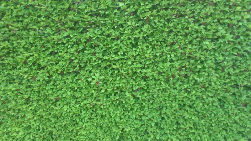 葉状植物:その正体と例 - 葉状植物の特徴