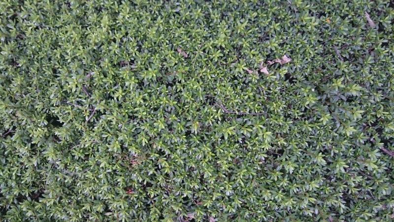 象 ゾウは植物を食べ、その葉、果物、樹皮を利用します。