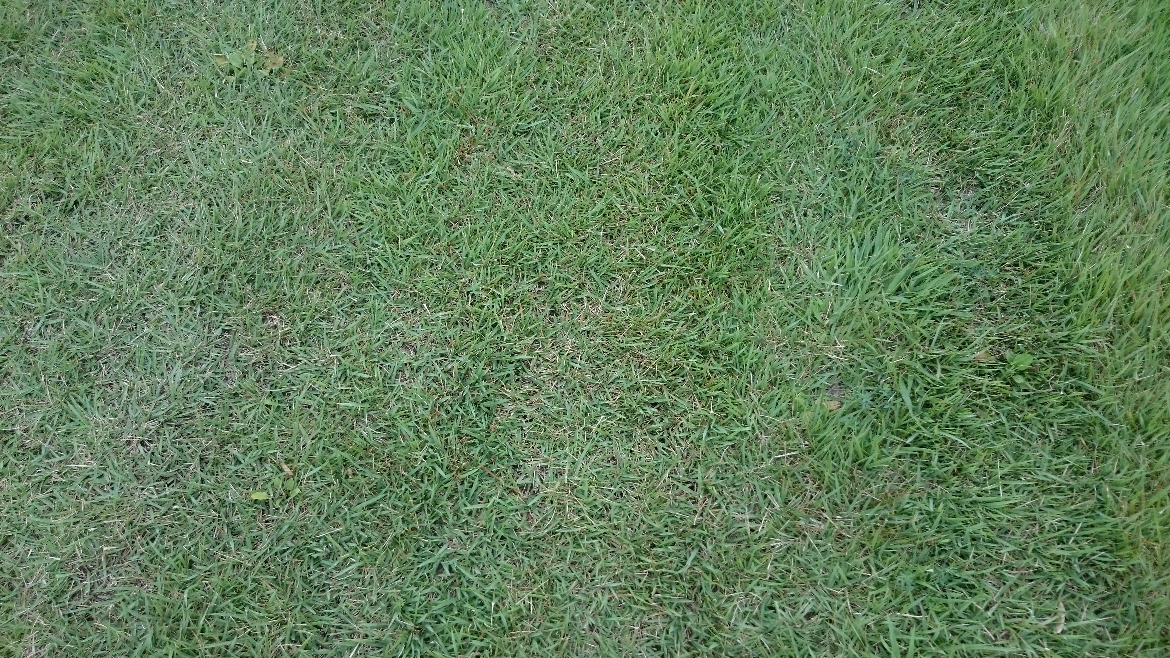 個別 テクスチャ 地面 草 芝生 の写真 画像 地面 日本のテクスチャ素材画像集