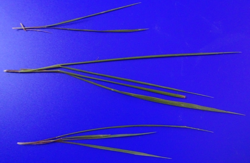 腐生植物: その正体と例