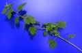 [テクスチャ][植物][ブルーバック]