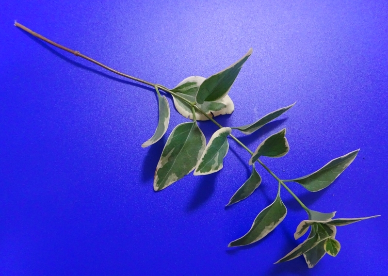 葉状植物: その概要と例