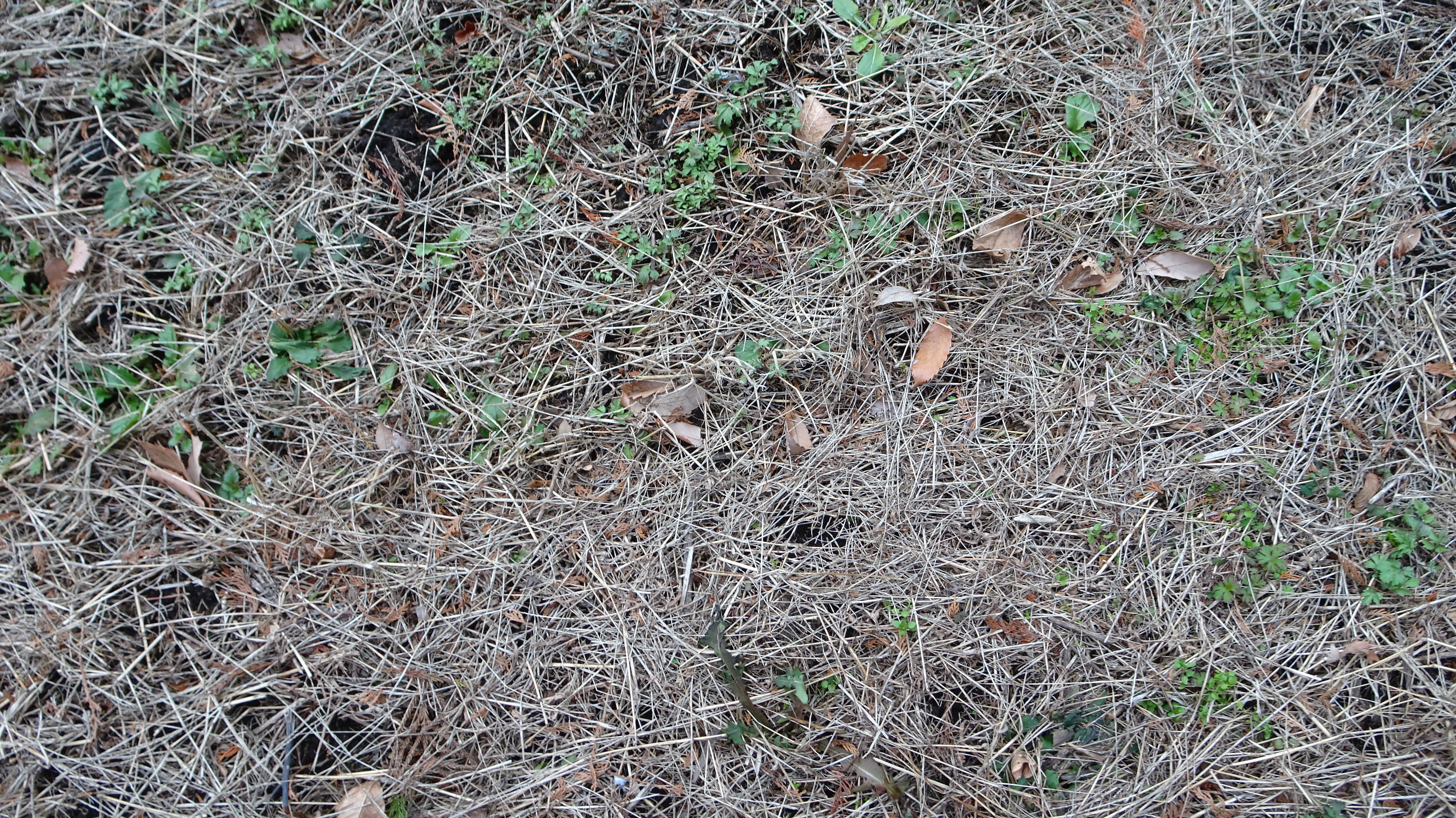 個別 テクスチャ 地面 草 の写真 画像 地面 日本のテクスチャ素材画像集