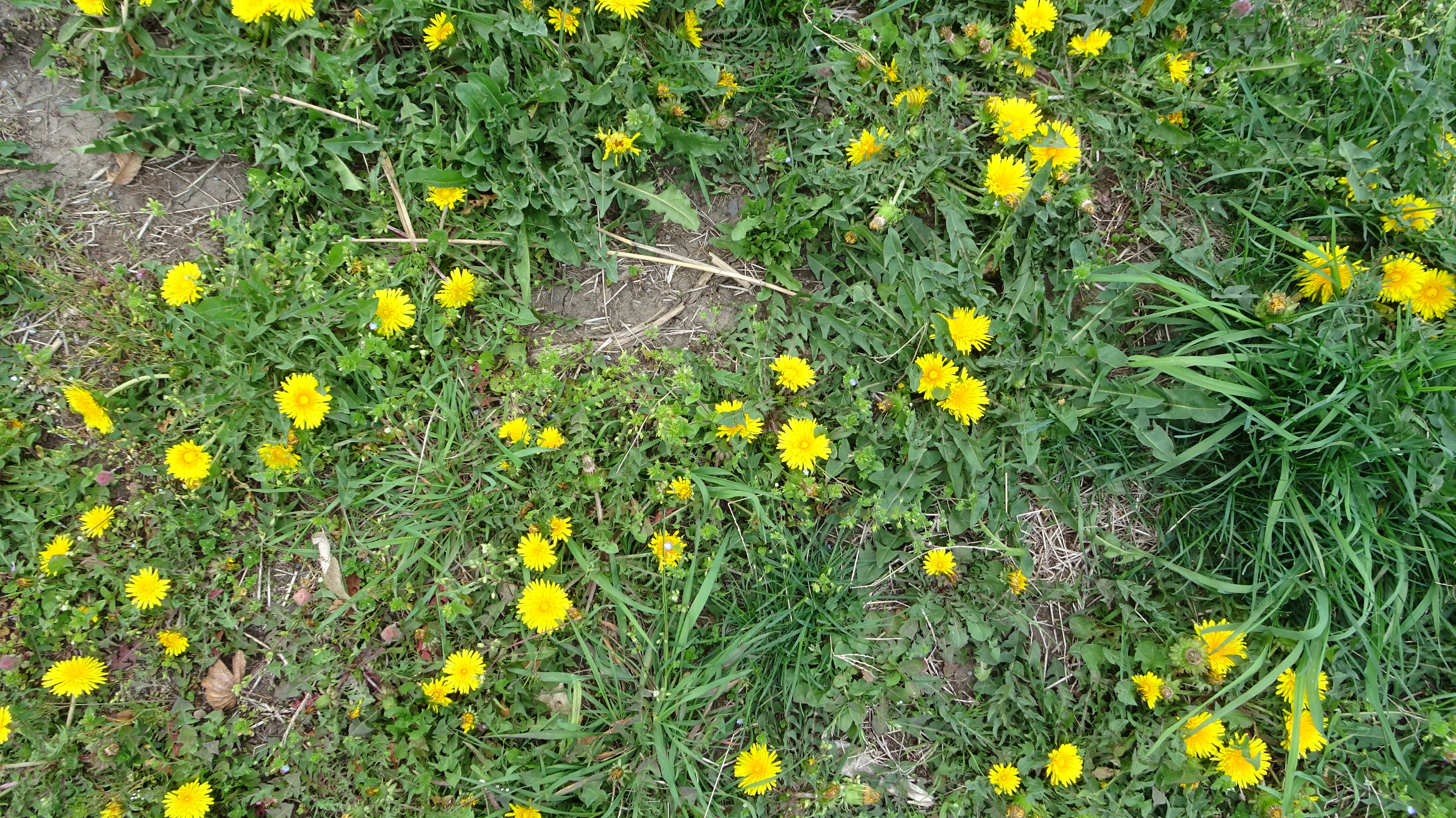 個別 テクスチャ 地面 草 の写真 画像 地面 日本のテクスチャ素材画像集