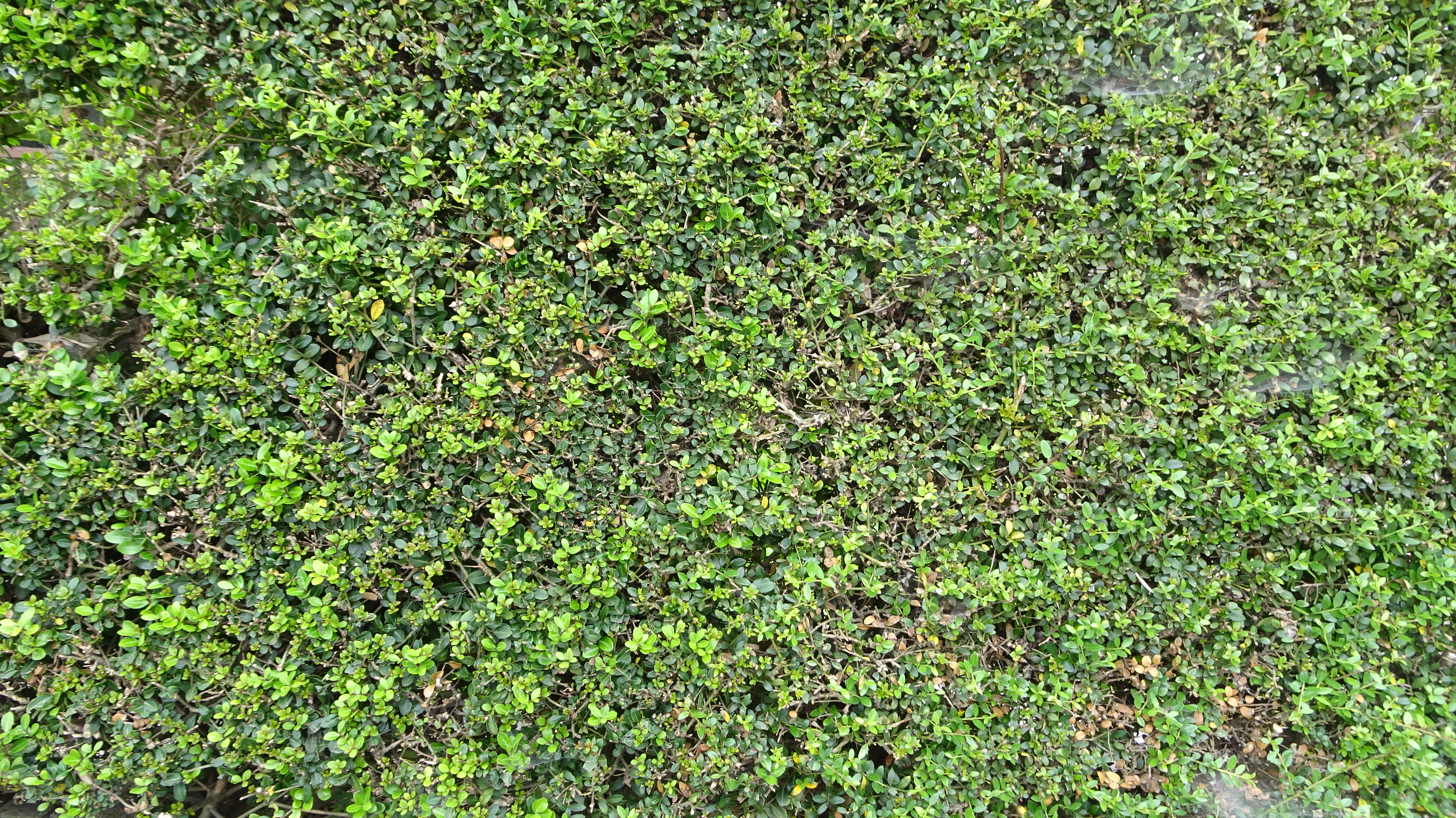 個別 テクスチャ 植物 の写真 画像 植物 日本のテクスチャ素材画像集