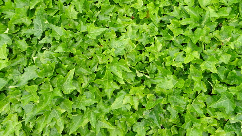 腐生植物: その正体と例 - 腐生植物の例