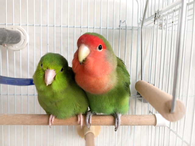 f:id:japantk:20180921123815j:plain f:id:japantk:20180921123815j:plain