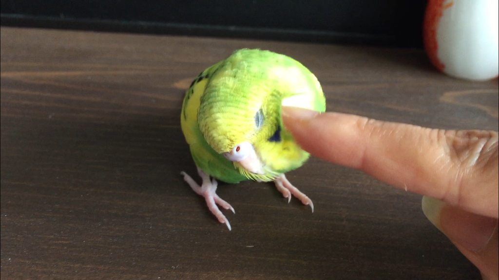 f:id:japantk:20180924180611p:plain f:id:japantk:20180924180611p:plain