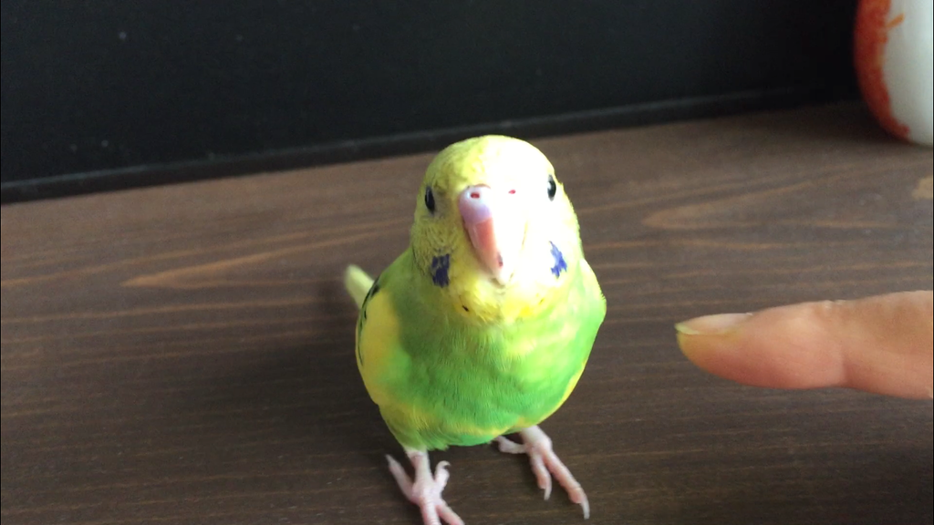 f:id:japantk:20180924180645p:plain f:id:japantk:20180924180645p:plain