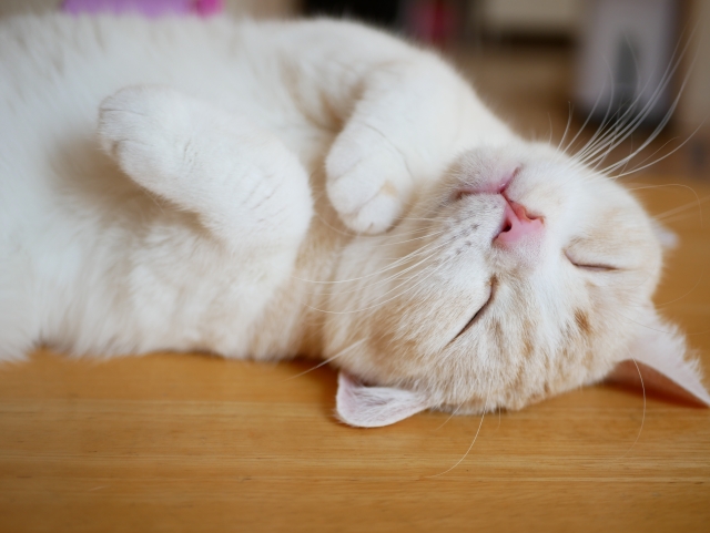 f:id:japantk:20190115134259j:plain f:id:japantk:20190115134259j:plain