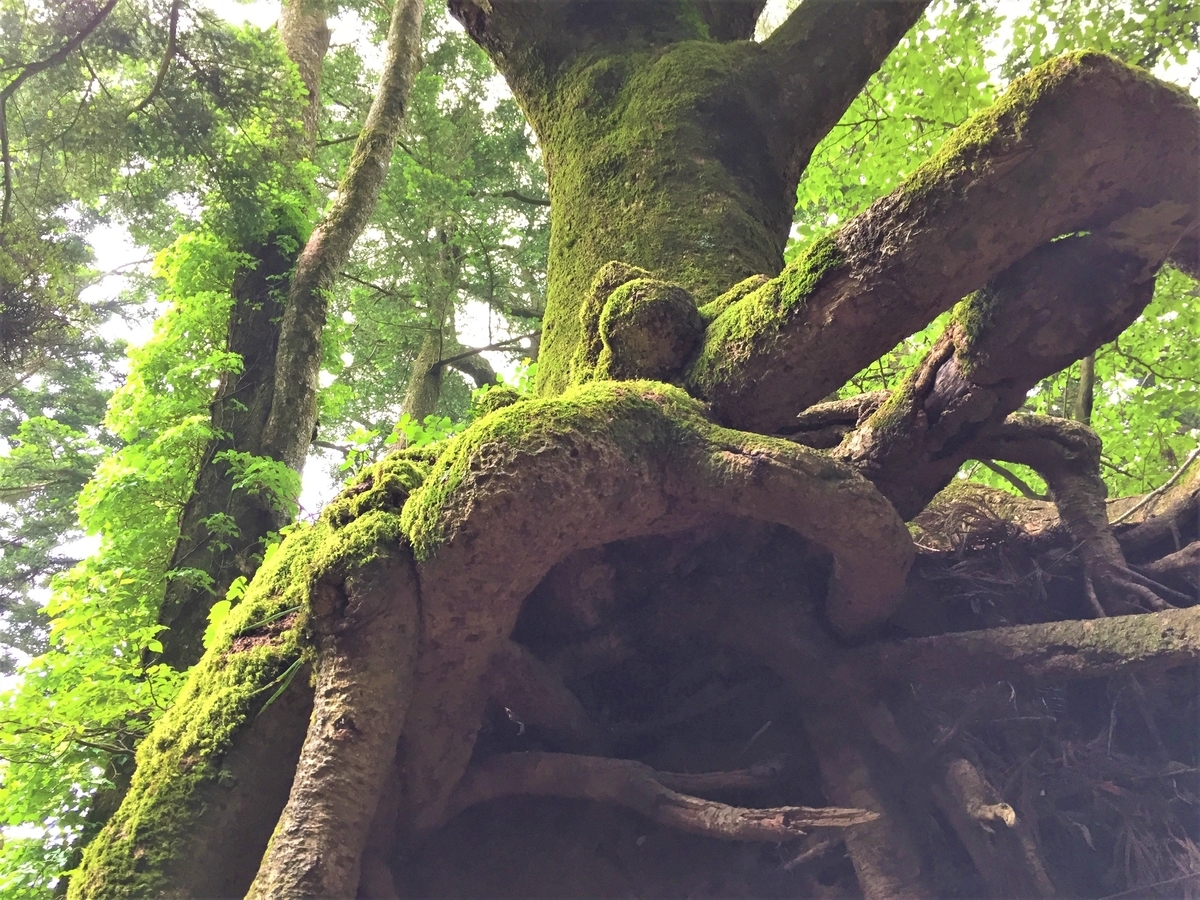 f:id:japantk:20190604142000j:plain f:id:japantk:20190604142000j:plain
