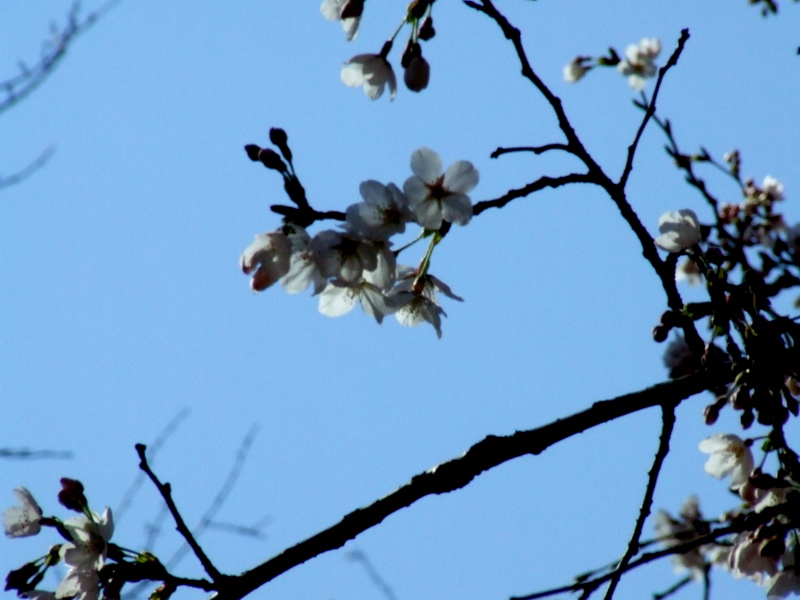 f:id:japojp:20110409165119j:image:w300