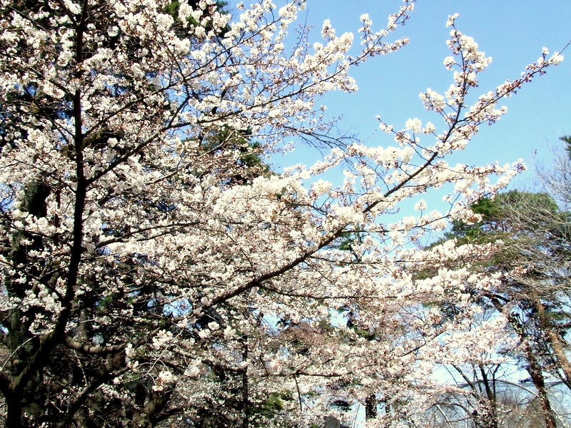 f:id:japojp:20110409165122j:image:w300