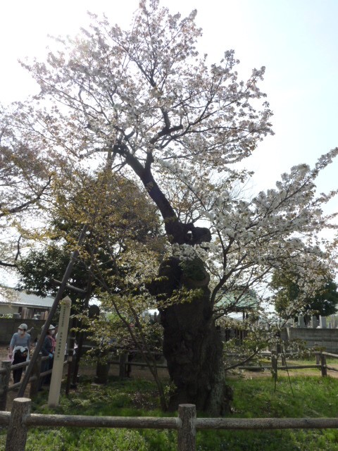 f:id:japojp:20110425161640j:image