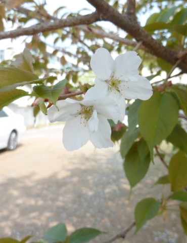 f:id:japojp:20110425164301j:image