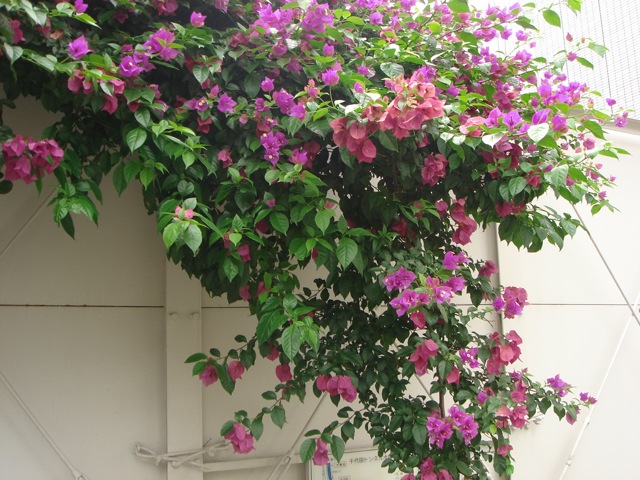 f:id:japojp:20110801000545j:image:w450