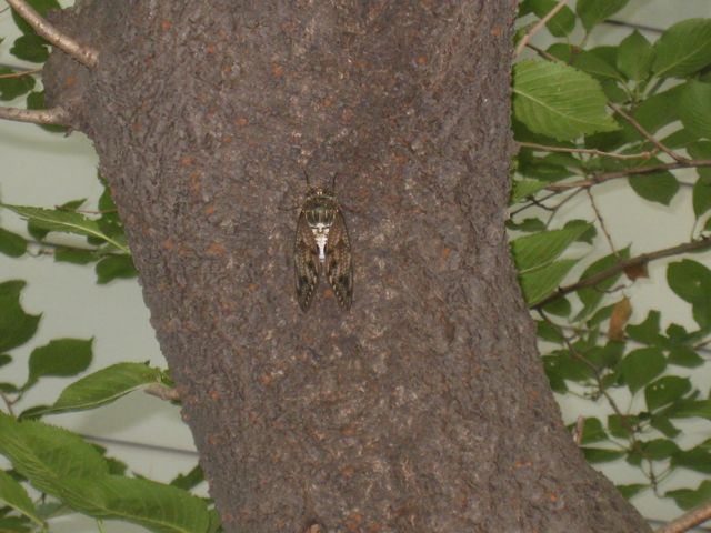 f:id:japojp:20110816182348j:image:w150